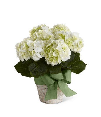 The FTD White Hydrangea Planter